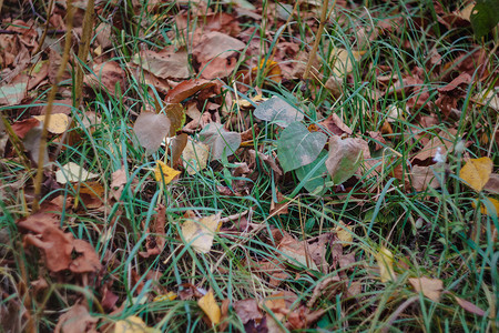 在绿草的秋天红黄色叶子。