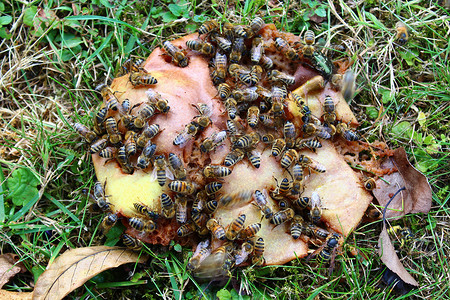 蜜蜂刺摄影照片_梨上的蜜蜂