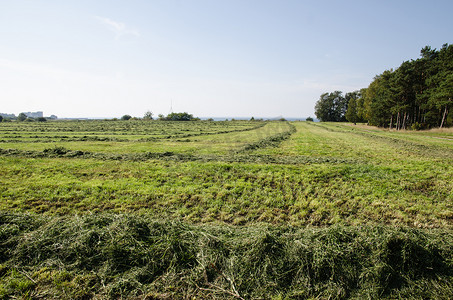 在绿色的田野里成排地割干草