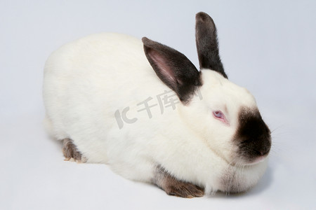胖胖的兔子摄影照片_白兔子