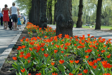 路边鲜花摄影照片_斯堪的纳维亚生活方式——路边的鲜花