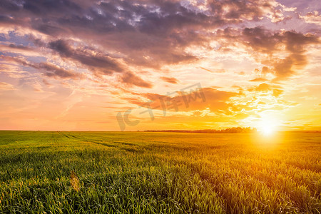 金色耳朵和多云天空的黑麦田上的日落或日出。