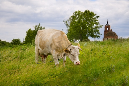 奶牛斑点摄影照片_田野里的斑点牛