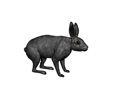 兔尾巴摄影照片_蹦蹦跳跳的耳朵松软的兔子