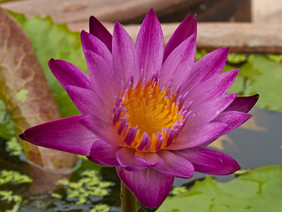 晚上开花摄影照片_开花在池塘的桃红色莲花或睡莲花