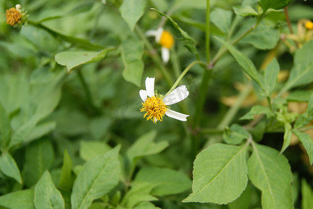 野野菊花摄影照片_野菊花