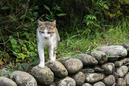 站在石墙上的虎斑猫。