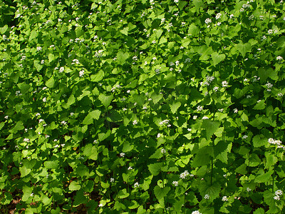 大蒜芥末 (Alliaria petiolata)