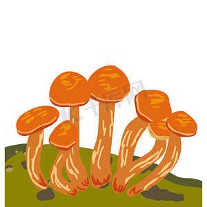 在风景的橙色杯子蘑菇。