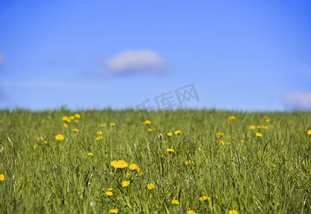 田野与蒲公英和蓝天