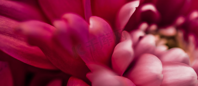 婚礼红摄影照片_盛开的红雏菊花瓣、抽象的花卉艺术背景、春天大自然中的花朵香水香味、婚礼、奢华美容品牌假日设计