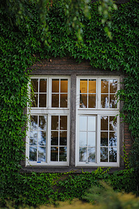 隐藏在绿色常春藤中的窗口。