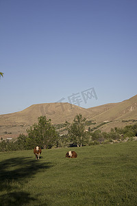 养牛牧场摄影照片_牛在牧场吃草