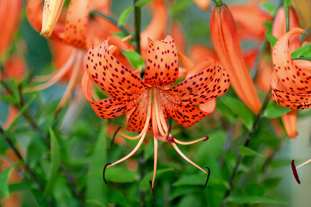 “虎百合，Lat. Lilium lancifolium”