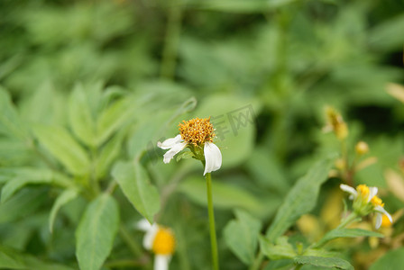 野菊花摄影照片_野菊花