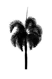 装饰剪影摄影照片_棕榈树剪影美丽的白色背景上的观赏植物