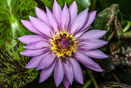 美丽的莲花和蜜蜂的顶视图，天然紫色莲花背景。