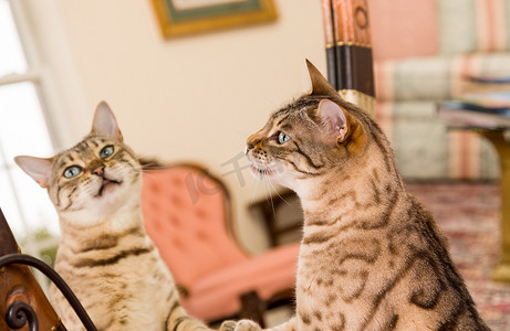 反映在镜子中的橙色棕色孟加拉猫