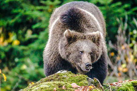 ursus摄影照片_棕熊 (Ursus arctos arctos)，在德国巴伐利亚森林国家公园的户外