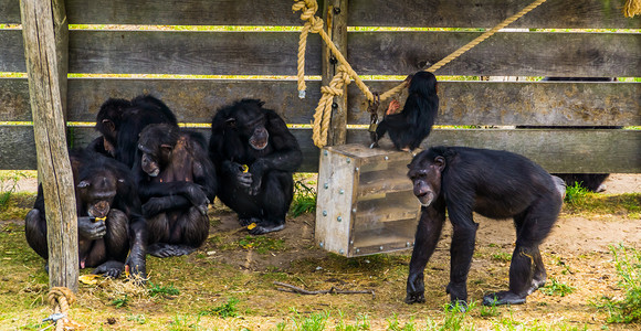 一群西方黑猩猩在一起，来自非洲的极度濒危动物