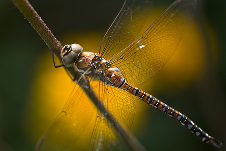 蜻蜓 Aeshna mixta 或移民小贩