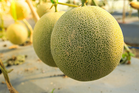 甜瓜叶摄影照片_泰国有机农场的甜瓜。