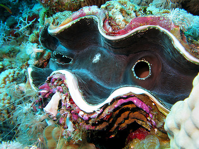 珊瑚礁与巨型蛤 — 热带海底的巨砗磲 — 特写