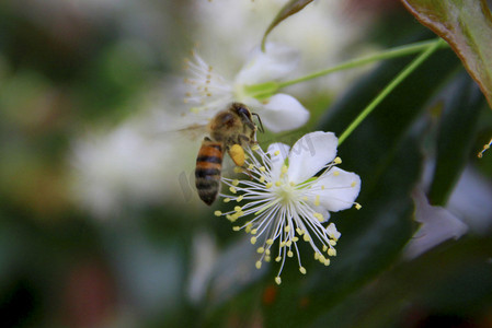 蝴蝶蚂蚁摄影照片_工蜂在花中采集花粉