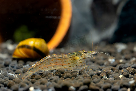 大和侏儒虾在角螺前面的水土上停留，在淡水水族箱中装饰诗歌。