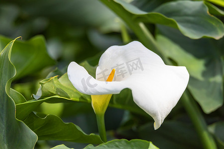 魔芋花摄影照片_马蹄莲和魔芋百合埃塞俄比亚