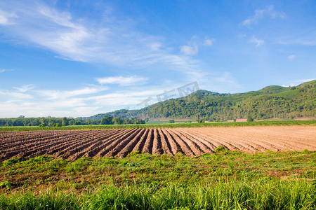 在泰国查看花园区域准备庄稼。