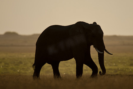 背光看到的大象