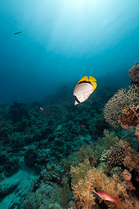 红海中的内衬蝴蝶鱼 (chaetodon lineolatus)。