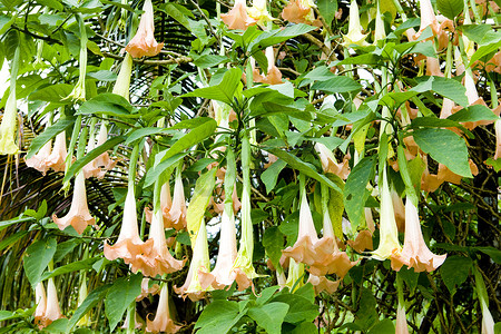 “天使的小号 (Brugmansia Versicolor)，格林纳达”