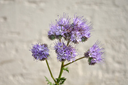 “Phacelia，蝎子草 (Phacelia tanacetifolia)”