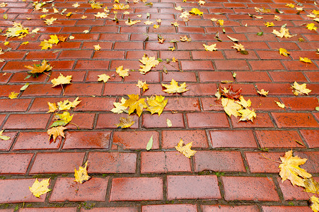 有秋天叶子的被铺的人行道
