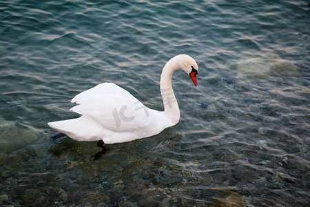 瓜尔达摄影照片_美丽的天鹅在加尔达湖透明水面上滑翔