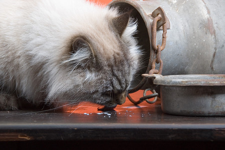 猫舔溢出的牛奶