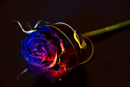 玫瑰花黑色摄影照片_黑色背景上概念性地照亮了玫瑰