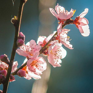 春天桃树开花