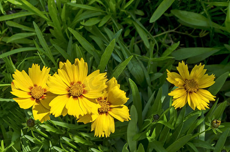德鲁伊巴区花园中盛开的黄色红芯金鸡菊或 Tickseed 花