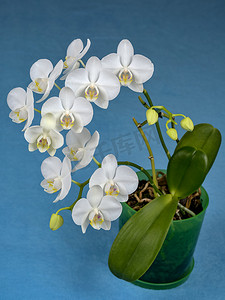 盛开的蝴蝶兰是白色的，花盆里的叶子很密。