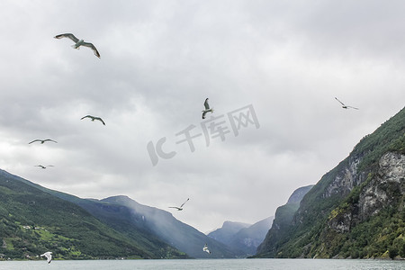 海鸥飞过挪威美丽的山峡湾景观。