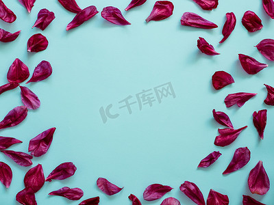 花散乱摄影照片_带牡丹花瓣的平躺图案，蓝色背景