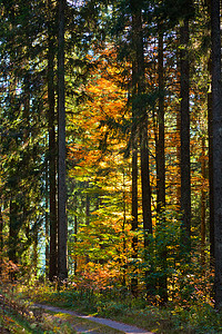 秋季森林步道