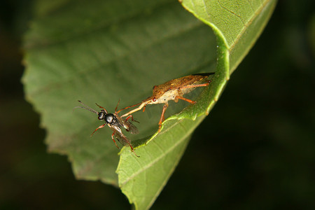 刺客虫 (Reduviidae)