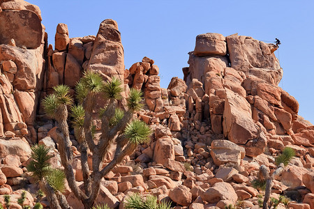 短叶丝兰摄影照片_攀岩 Yucca Brevifolia Mojave Desert Joshua Tree National