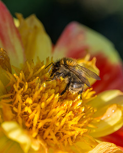 黄花和红花上的切叶蜂