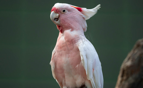 米切尔少校凤头鹦鹉也被称为 Leadbeater 凤头鹦鹉或粉红凤头鹦鹉