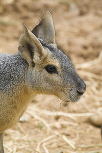 巴塔哥尼亚野兔肖像